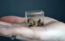 世界上最小的水族馆：装水仅10毫升(不足婴儿手掌大)
