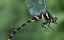 世界上捕杀率最高的蜻蜓是什么：鬼蜻蜓（善于捕猎）