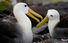 世界上翅膀最大的鸟是什么：漂泊信天翁（翼展最长达3.7米）