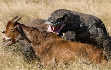 为何我国野生动物不增反减？而欧美允许狩猎动物，其数量还能泛滥