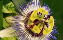 世界十大植物排名：红树林居第四，日轮花排第一