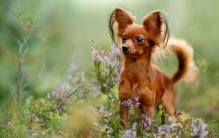 世界上最小的 7 种犬种