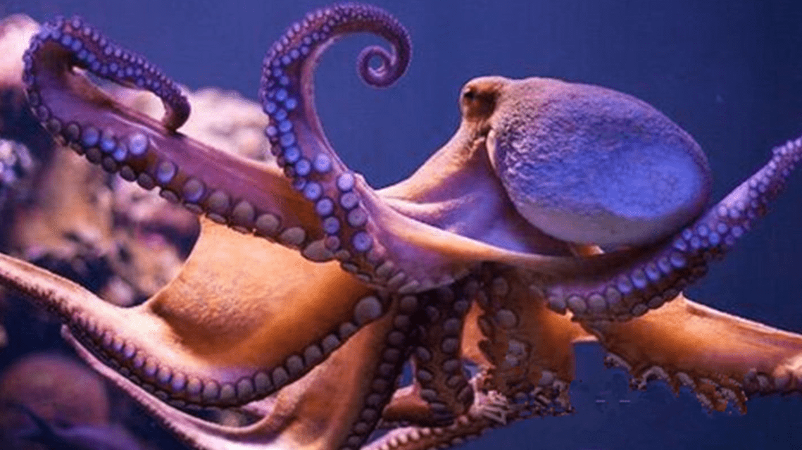 章鱼：你不知道的海洋智慧之王，它们竟然会这些事！