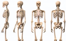 欧美白种人有206块骨头 我们只有204块 少2块影响有多大