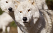 为何狼遇到人类婴儿时 会把他抚养长大 而不是直接吃掉呢