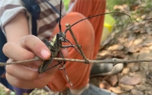 几十年前 总能从树上逮到许多天牛 为啥如今天牛仿佛绝迹了一般