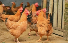 野鸡就是野外的鸡？把普通的鸡放归野外，家鸡最后能变成野鸡吗？