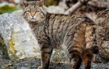 澳大利亚最凶残的物种 致使多种动物灭绝 看完颠覆你的认知