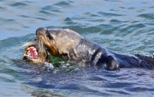 自然界中，为何大多数雌性没进化出反强暴机制？人类也是如此？