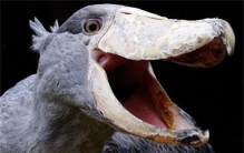 长相最“丑”的大鸟  会鞠躬懂礼貌  其实凶猛到能把鳄鱼当饭吃