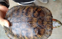 一人在没水的山上发现乌龟  它咋生存  为何有人说别碰山上的乌龟