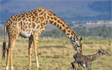 多数动物幼崽生下来就能走 人类婴儿为何不行