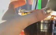 不可思议 顾客买到满杯蚂蚁咖啡 店家的最新回复来了