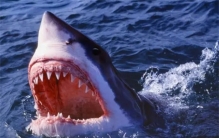 海底10种神秘生物，分分钟要你命！