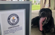 美国一只狗舌头长达12.7厘米，创下吉尼斯世界纪录
