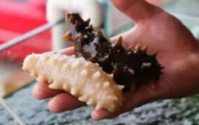 世界上最珍贵的海参：每公斤33万元(每20万只出一只)