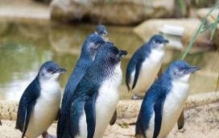 世界上最小的企鹅：小蓝企鹅(身高只有四十多厘米)