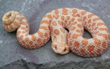 世界上最怂的蛇猪鼻蛇，吓人未成功就装死（宠物蛇）