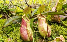 世界上最可怕的植物是什么植物