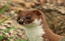 1997年河南黄鼠狼事件，控制人的精神/发生一系列癔病