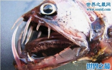 面目凶猛的毒蛇鱼，深海疯狂捕食者(牙齿比头还大)