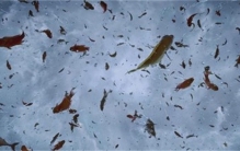 天上掉“馅饼”的国家 人在家中坐 鱼从天上来 当地人习以为常