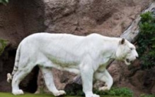 世界上最白的老虎：全身雪白无条纹（孟加拉虎的变种）