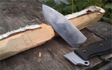 世界上最“刚”的植物 能和钢铁对垒 子弹打上去都没事