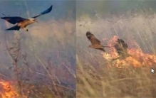 为混口饭吃澳洲野鸟四处纵火，澳洲人为何不消灭它们？看完长见识