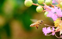 蜜蜂工蜂一般活多久(怎么看工蜂的蜂龄)