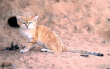 沙漠十大恐怖动物 沙漠里危险动物（响尾蛇、角蝮蛇等）