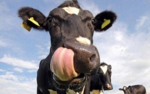 深度解析动物身上的那些未解之谜小说,世界上有哪些关于动物的未解之谜