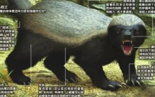 社会平头哥是什么动物 （非洲蜜獾）