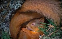 有哪些小动物会冬眠 十种动物冬眠的方式（抱团取暖）