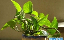 室内盆栽绿萝有毒吗，汁液有毒会导致喉咙疼痛