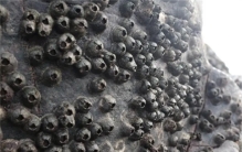 藤壶是啥 藤壶可以食用吗（可以食用）