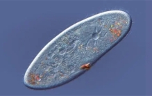发现地球上最古老的掠食者，它们来自16.4亿年前