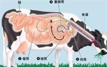 牛的四个胃对应的俗称 （瘤胃、网胃、瓣胃、皱胃）