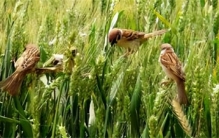 四害是指哪4种 麻雀为什么是四害之一（破坏粮食）