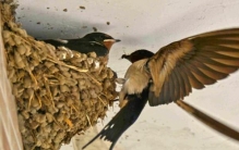 燕子在家里搭窝预示着什么意思?将带来好运和播种希望