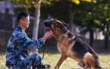 军犬是怎么训练出来的：四种训练军犬的方式(保证令行禁止)