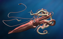 大乌贼能和抹香鲸抗衡吗