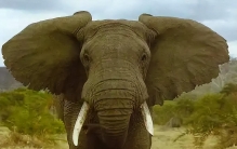 能够威胁到大象的动物很少，为何大象会进化出蒲扇一样的大耳朵？