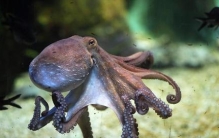 章鱼的智慧超过人类