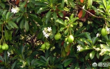 你认为地球上最毒的植物是哪种