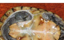 世界上最小的龟，不仔细看你可能都找不到它。