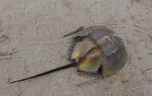 中华鲎是什么动物 中华鲎能吃吗（不能）