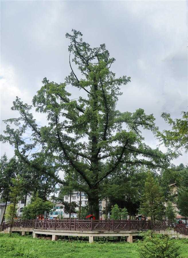 【王者风范笑看千载风云，雨雪雷电淬炼傲人仙骨，品湖北古树之最，读自然史诗之美 】图3