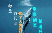 一鲸落万物生：鲸鱼除了被人类捕杀，淹死才是最正常的死法？