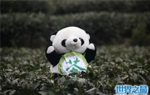 熊猫茶世界上最贵的茶叶，真正功效待证实